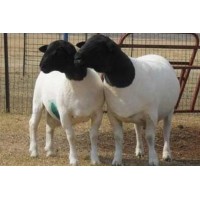 新疆純種薩福克種羊養(yǎng)殖場(chǎng)薩福克母羊梁山縣多胎肉羊養(yǎng)殖場(chǎng)